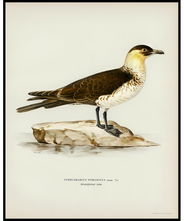 Stercorarius Pomarinus Poster