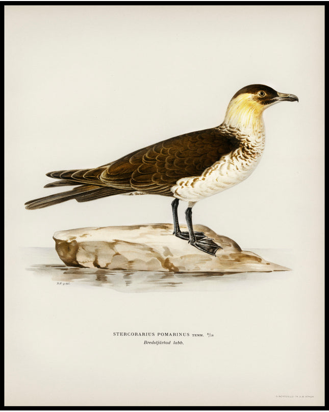 Stercorarius Pomarinus Poster