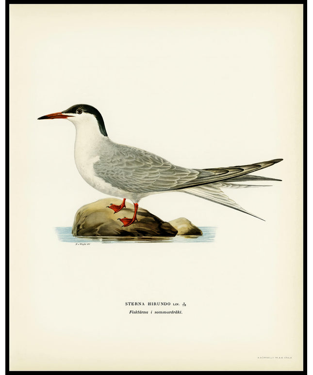 Sterna Hirundo Poster