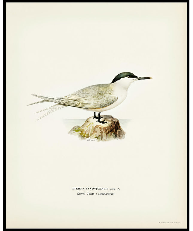 Sterna Sandvicensis Poster