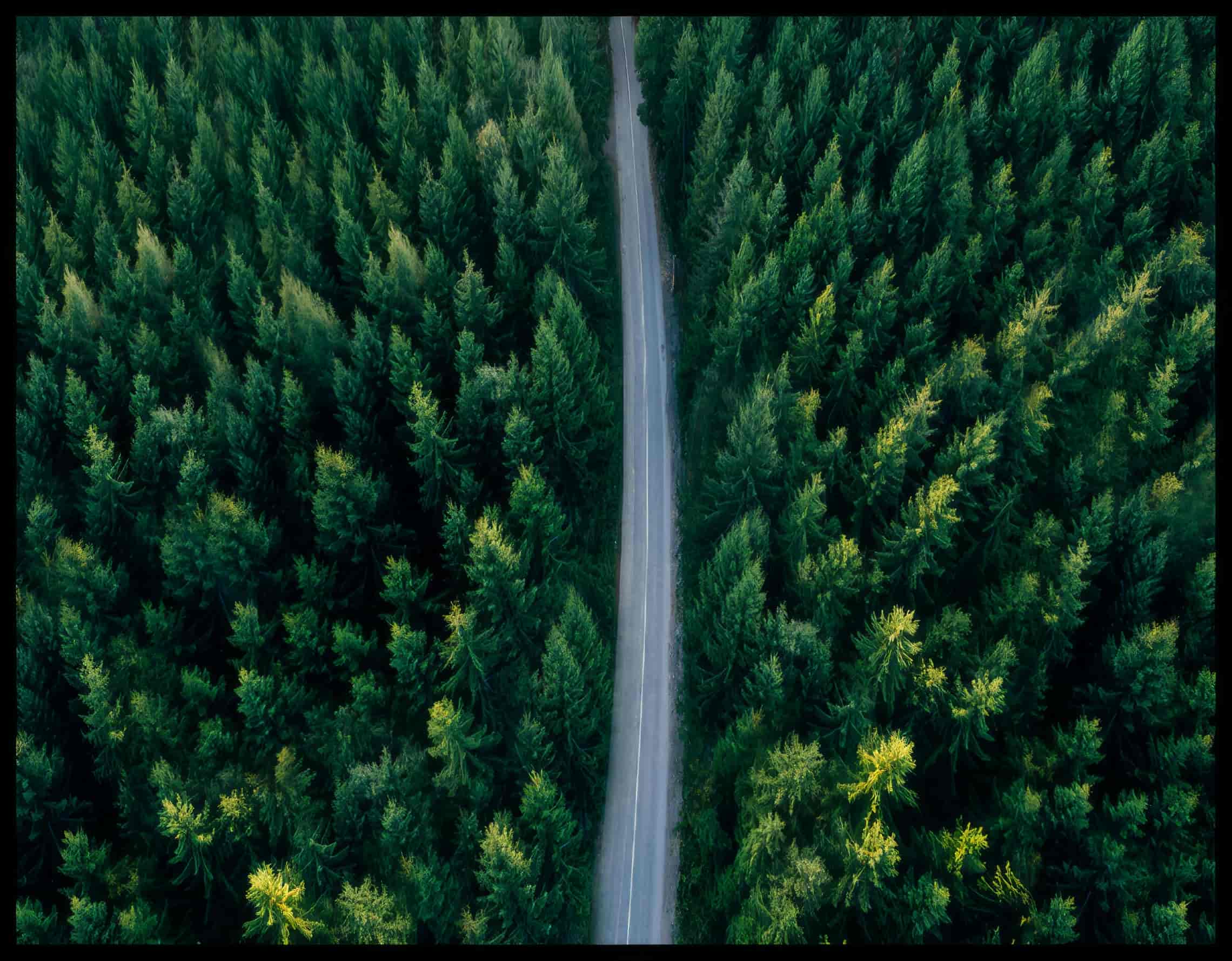 Ein Poster aus der Vogelperspektive von einer Straße die durch einen grünen Wald führt.