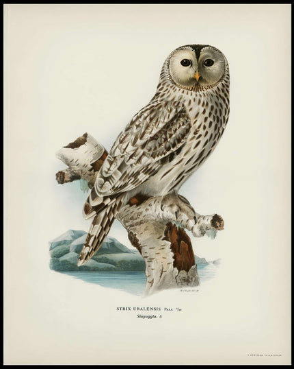 Collection image for: Kunstdrucke von Vogelmalerei