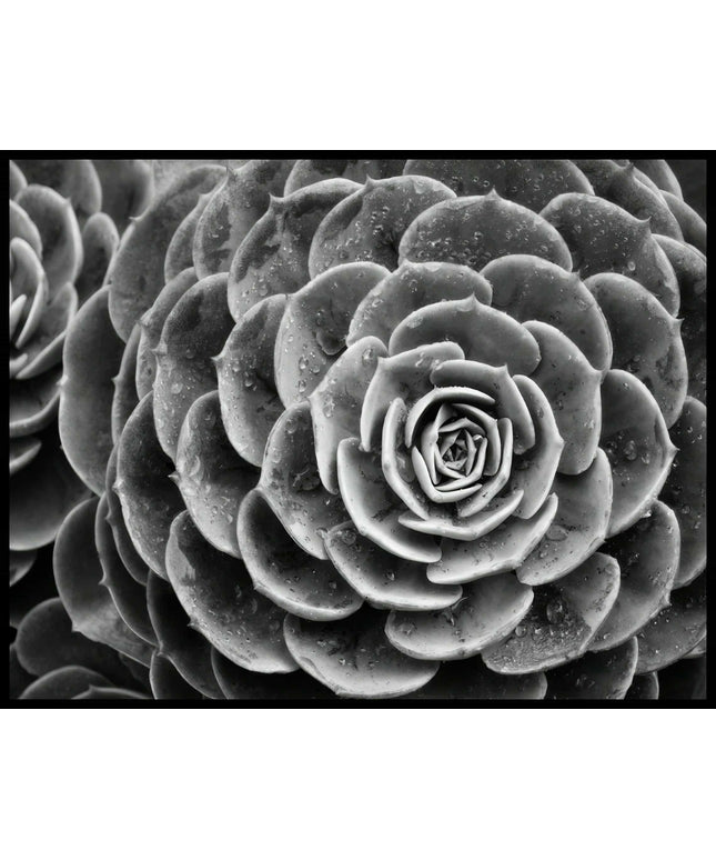 Ein Poster einer schwarz-weißen Nahaufnahme von den nassen Blättern einer Sukkulente.