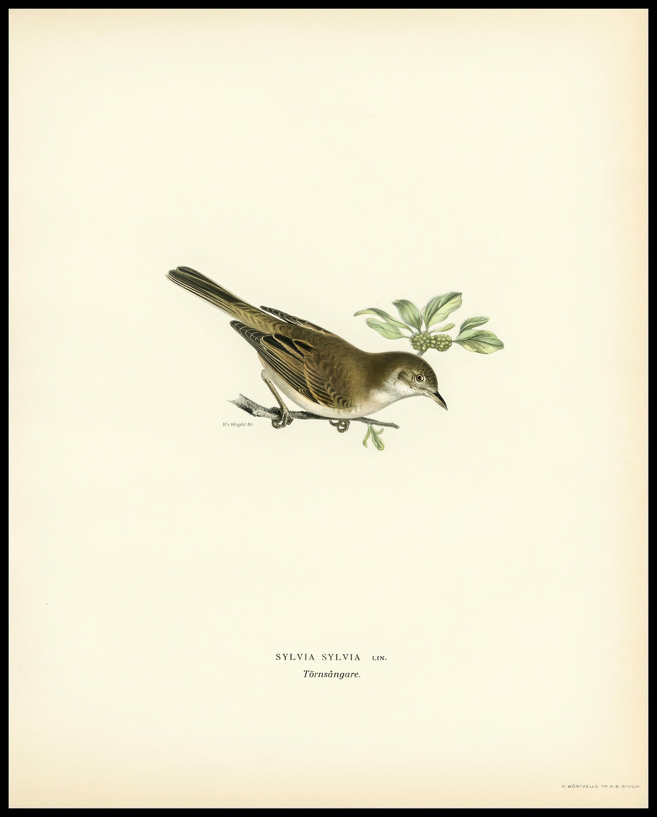 Sylvia Communis Poster