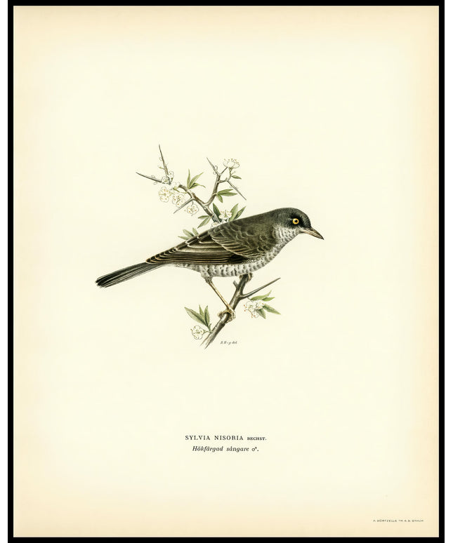 Sylvia Nisoria Poster