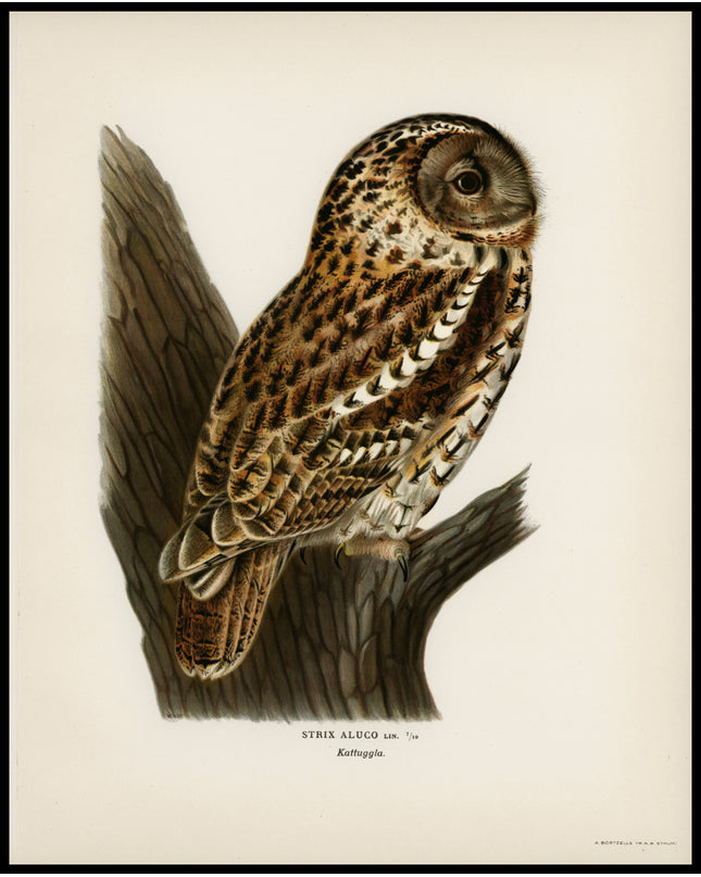 Tawny Owl Poster