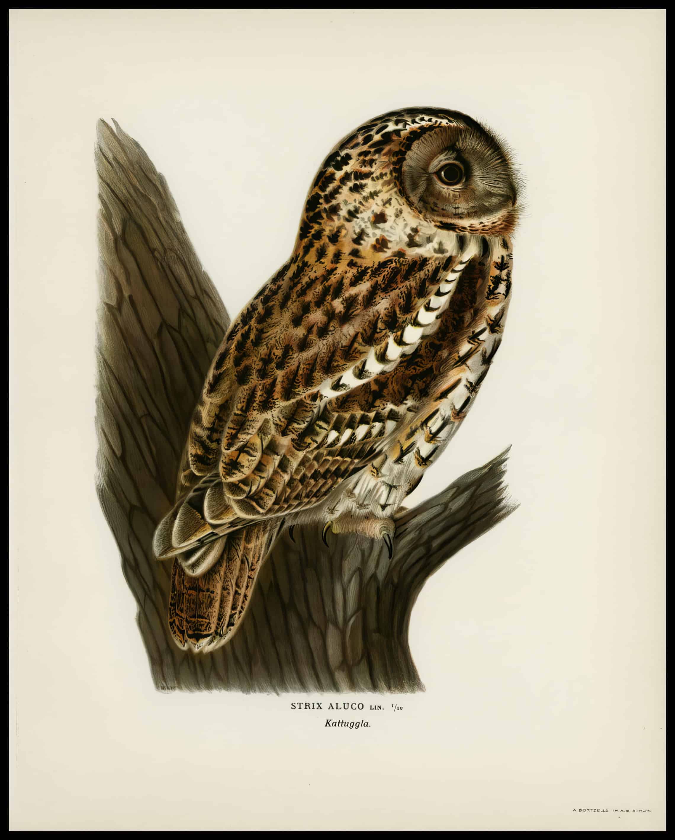 Tawny Owl Poster