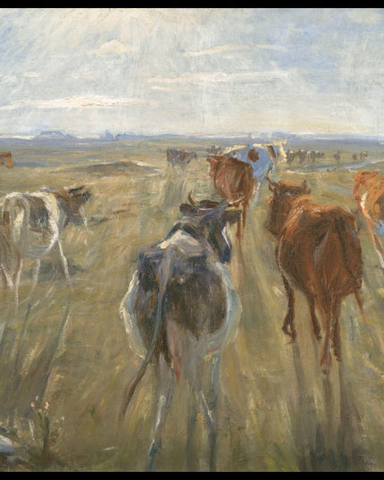 Long Shadows. Cattle on the Island of Saltholm