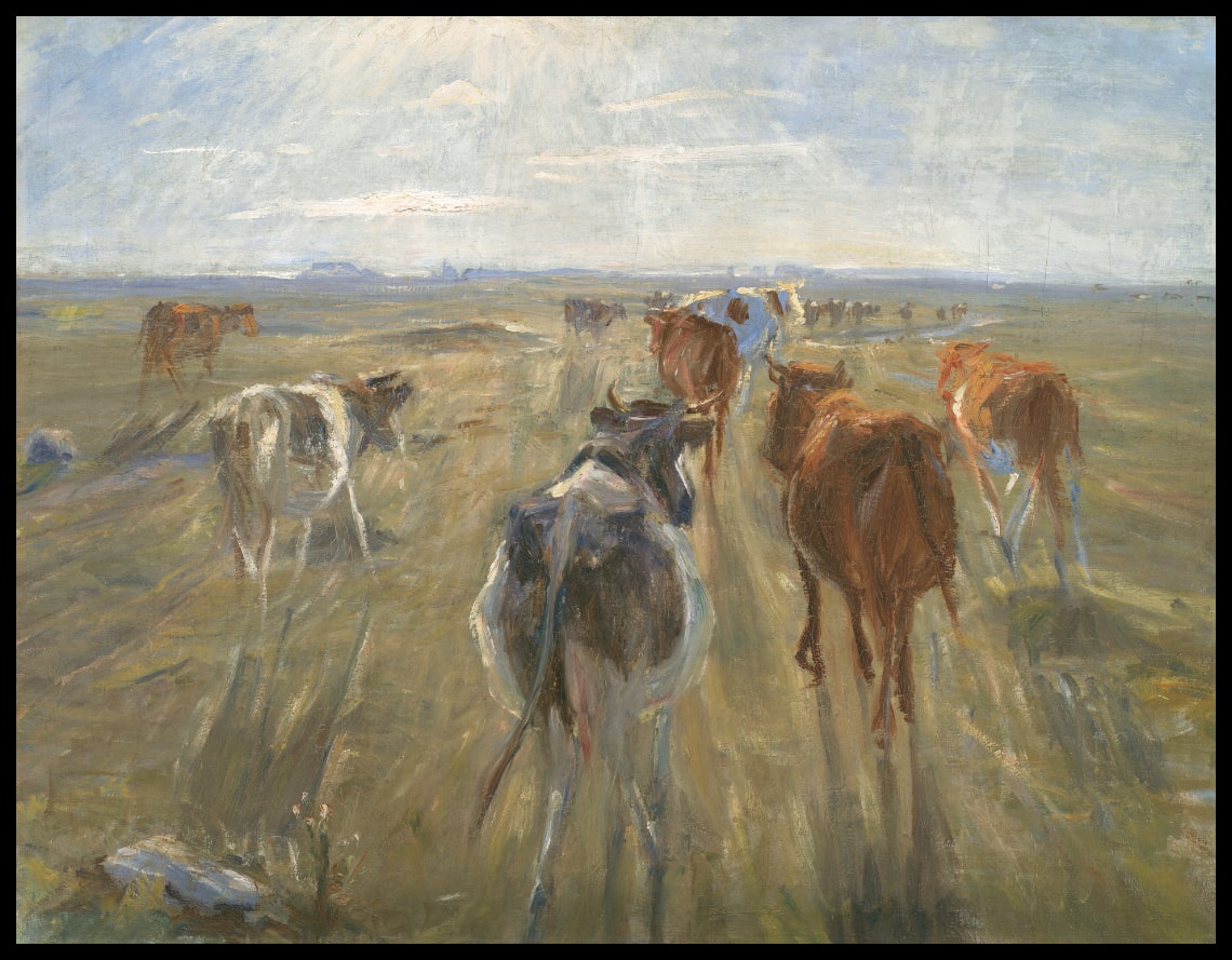 Long Shadows. Cattle on the Island of Saltholm