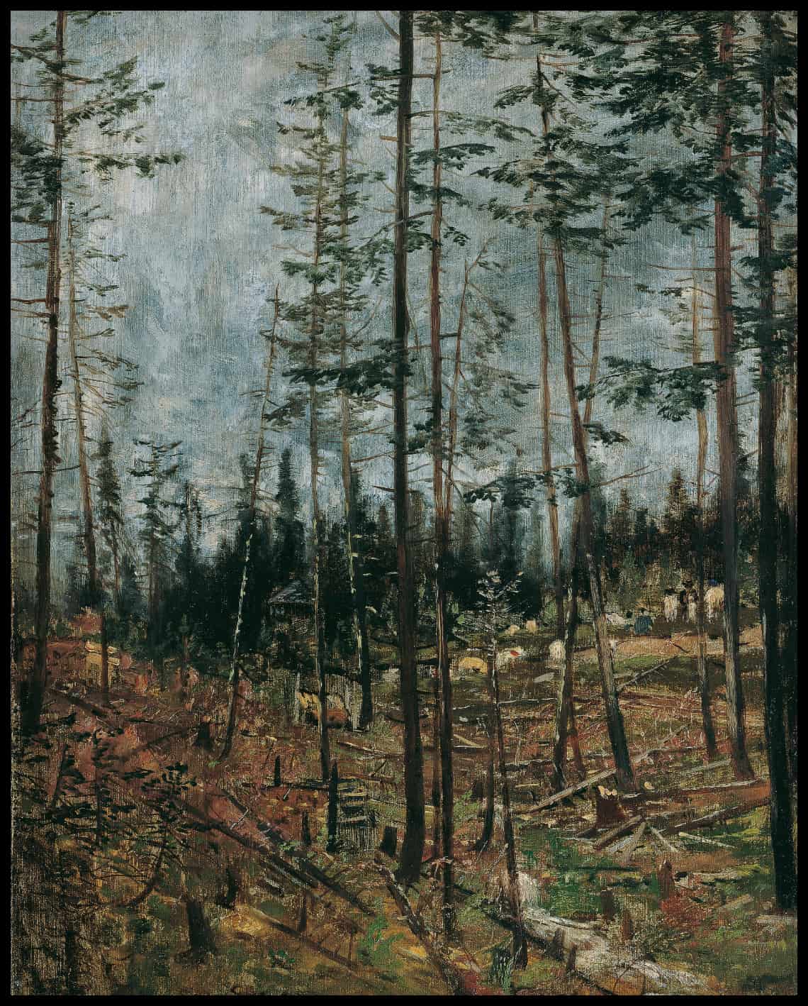 Forest cutting near Gödnöllö