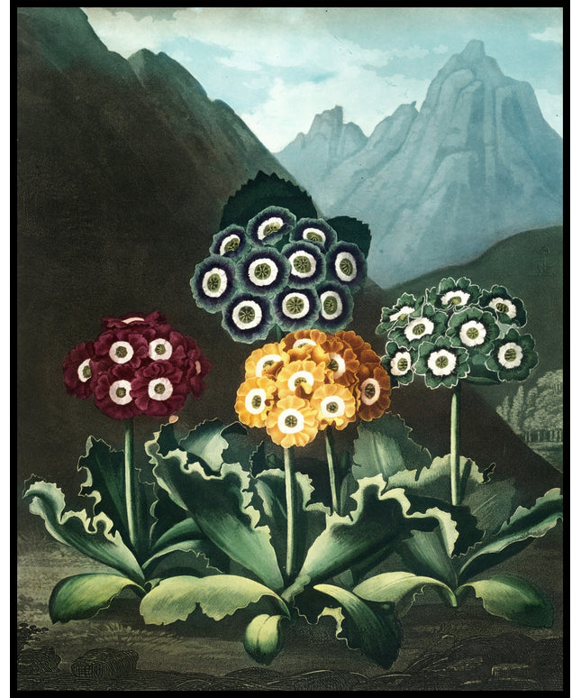Group Of Auriculas
