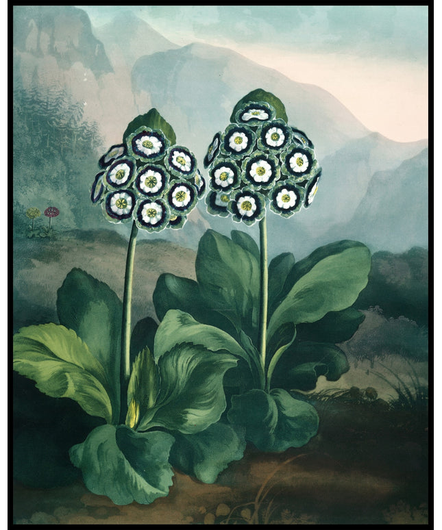 Group Of Auriculas