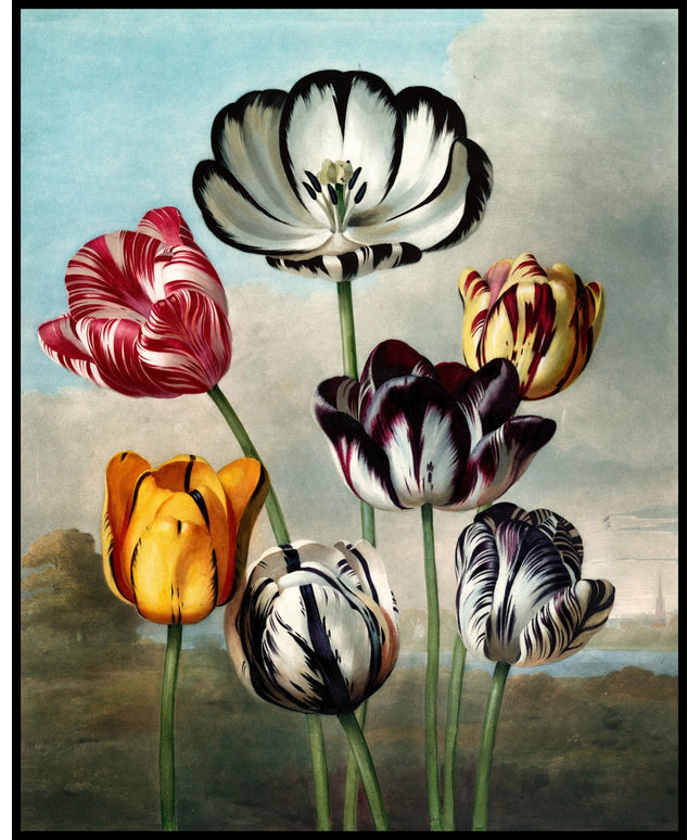 Group Of Tulips