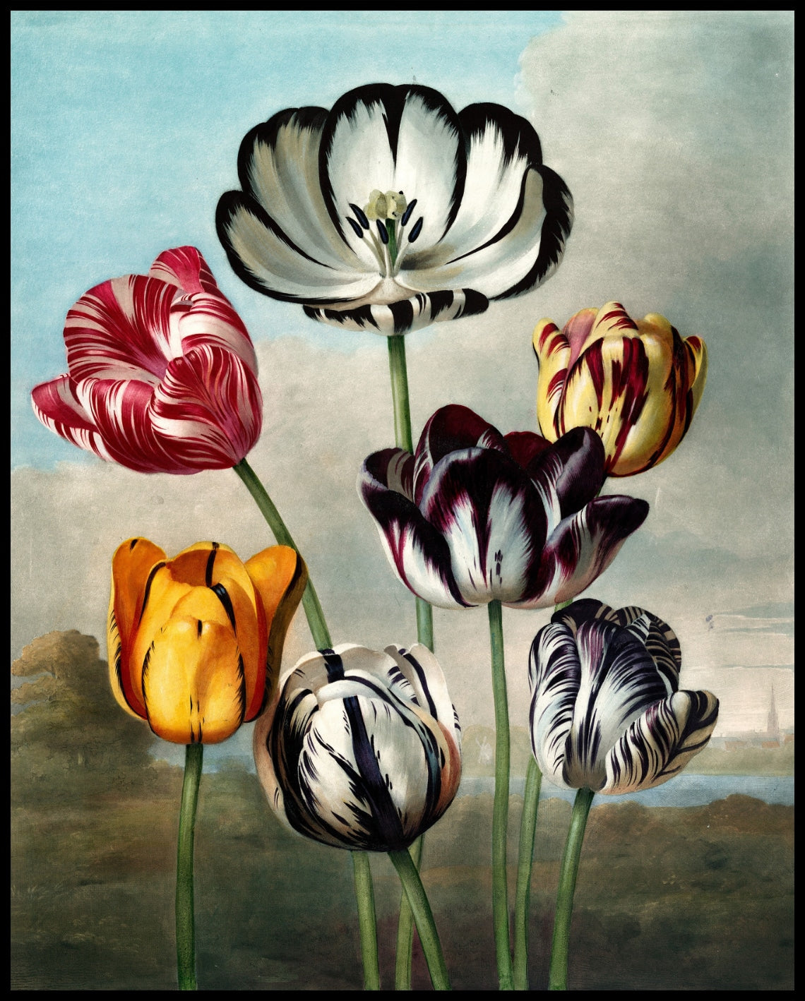 Group Of Tulips