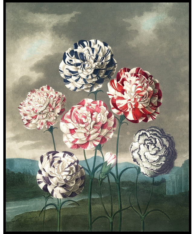 Group Of Carnations