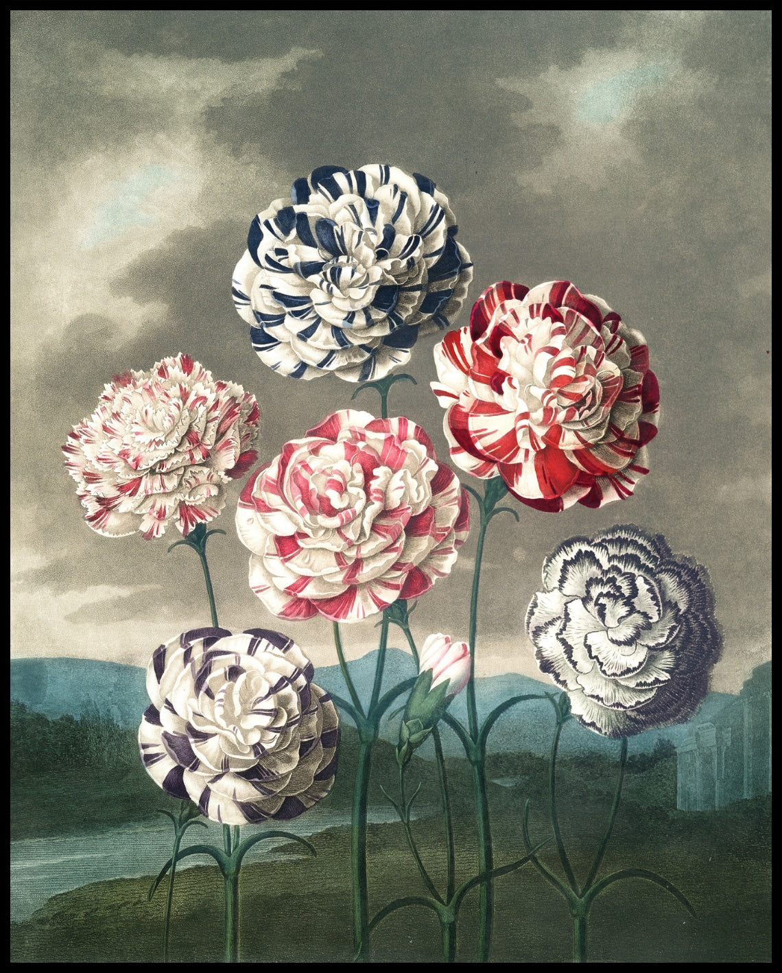 Group Of Carnations