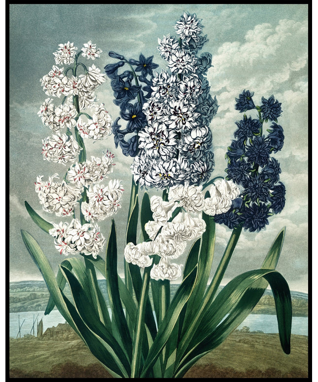 Hyacinths