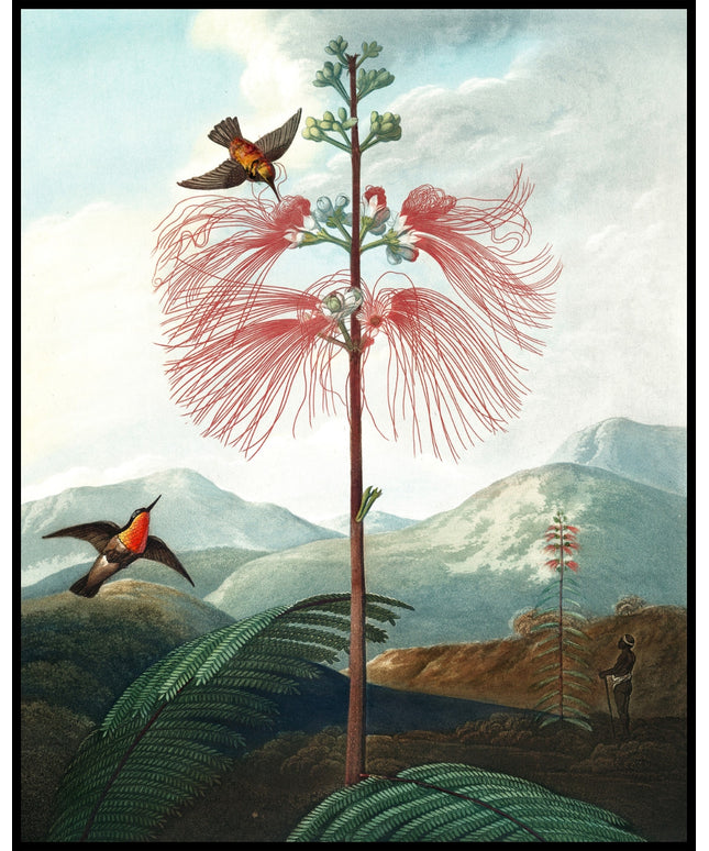 Large Flowering Sensitive Plant