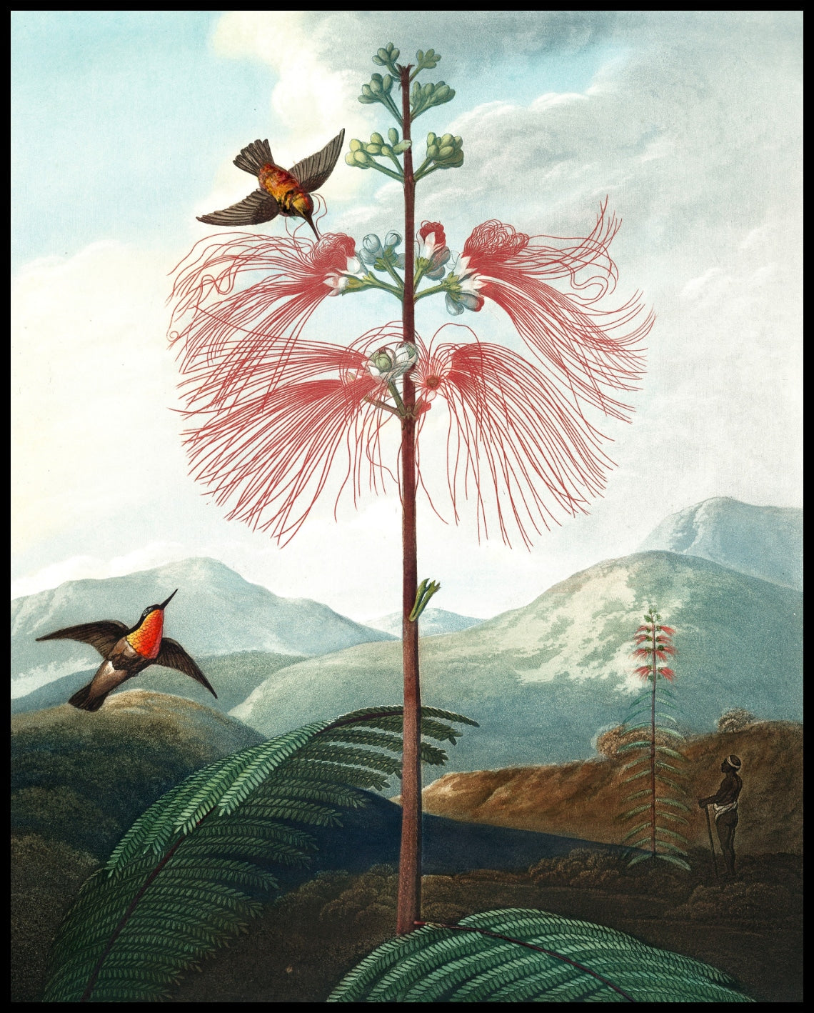 Large Flowering Sensitive Plant