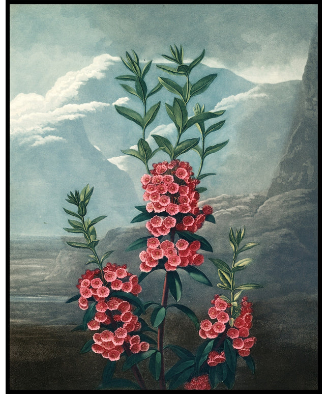 Narrow Leaved Kalmia