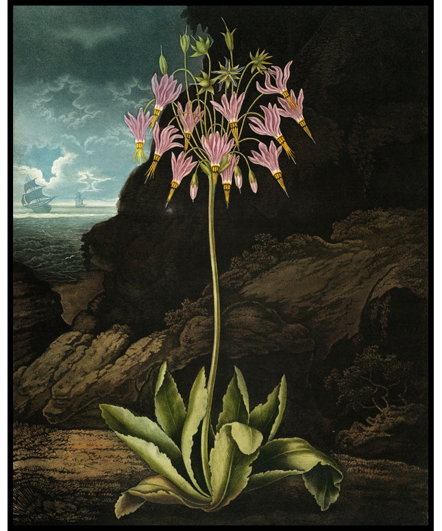 The American Cowslip