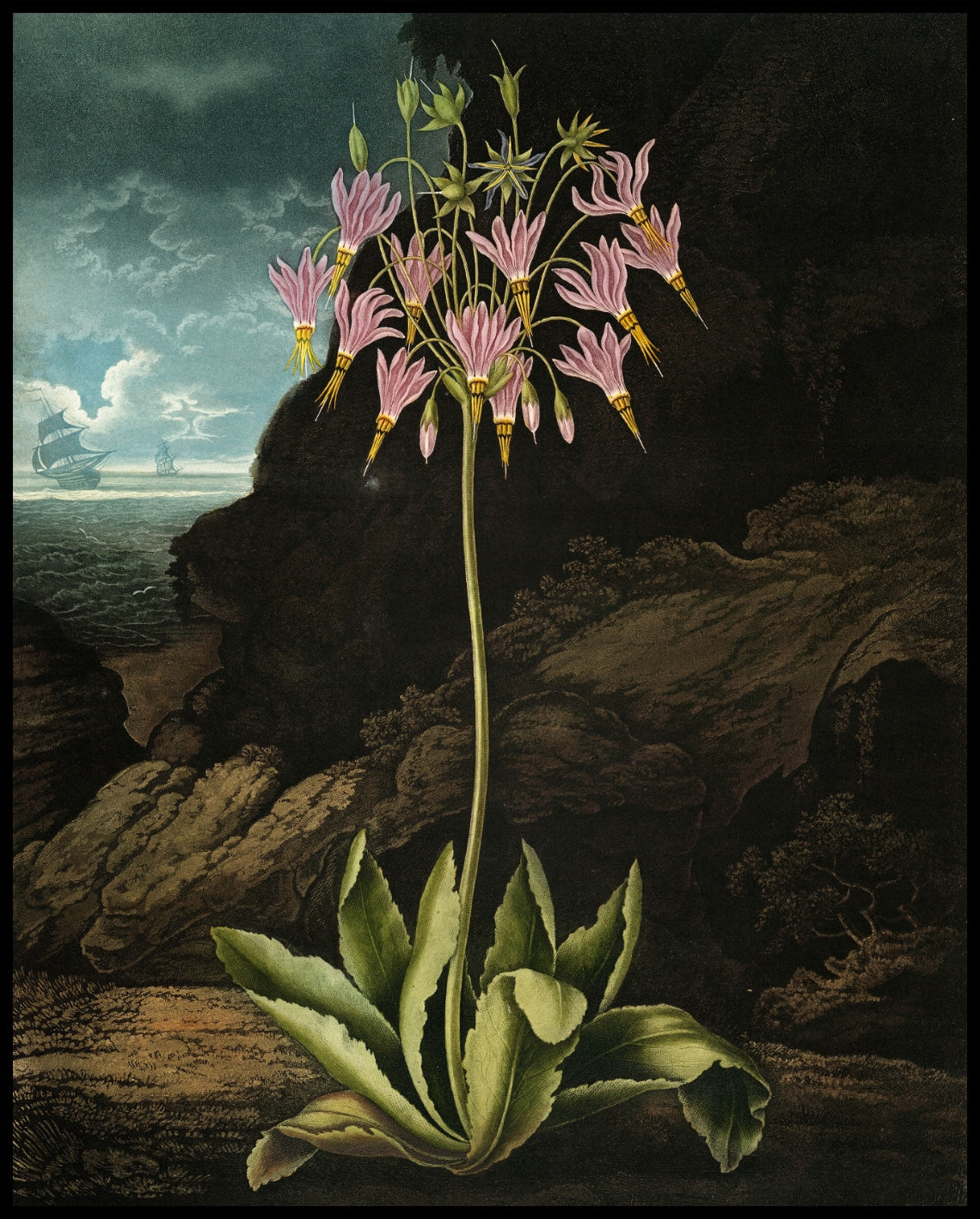 The American Cowslip