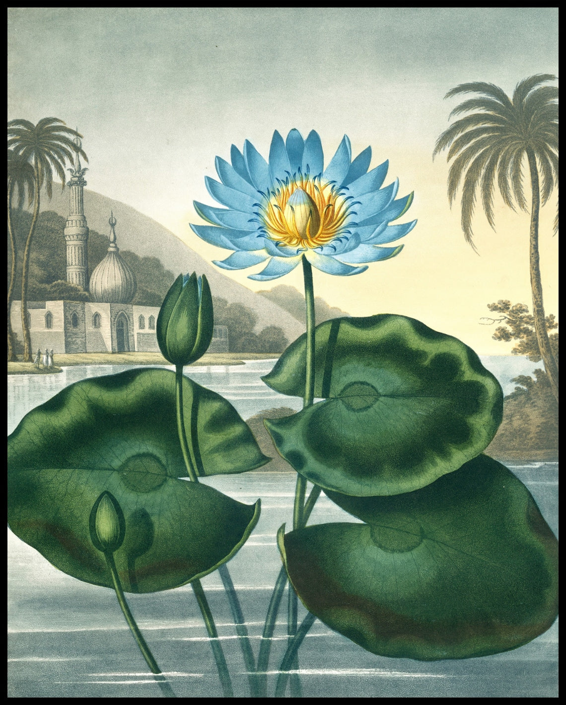 Blue Egyptian Water Lily