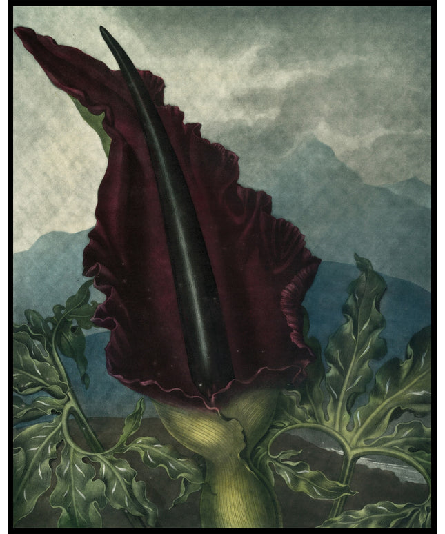Dragon Arum
