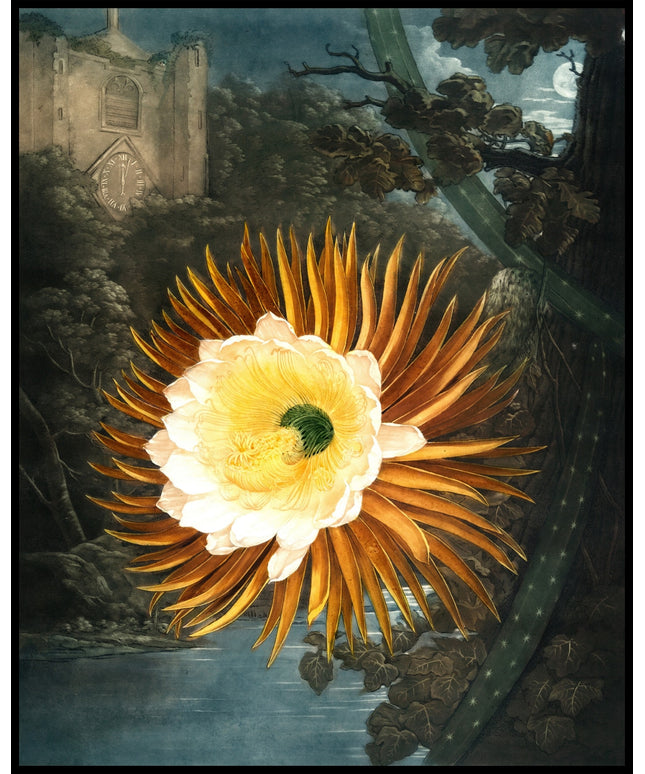 Night Blowing Cereus