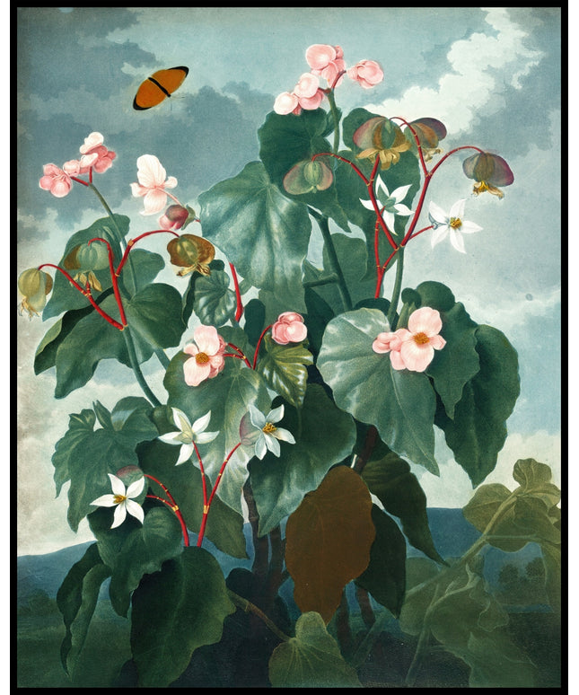 Oblique Leaved Begonia