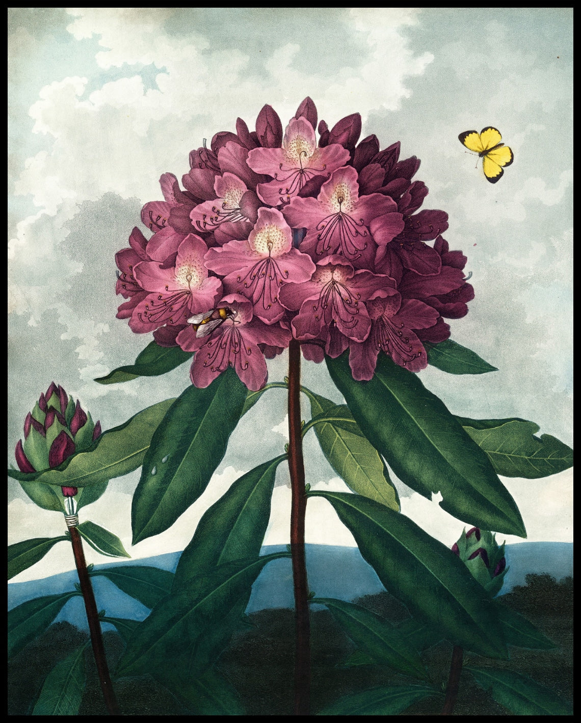 Pontic Rhododendron