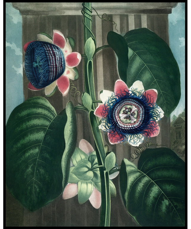 Quadrangular Passion Flower