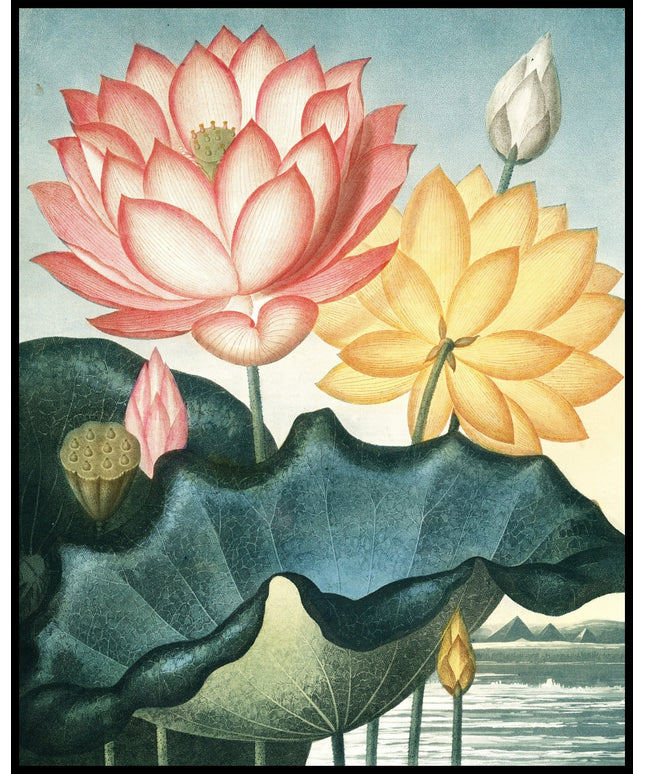 Sacred Egyptian Bean