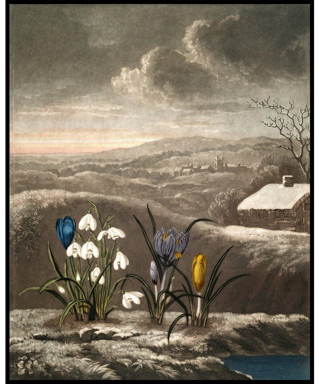 The Snowdrop