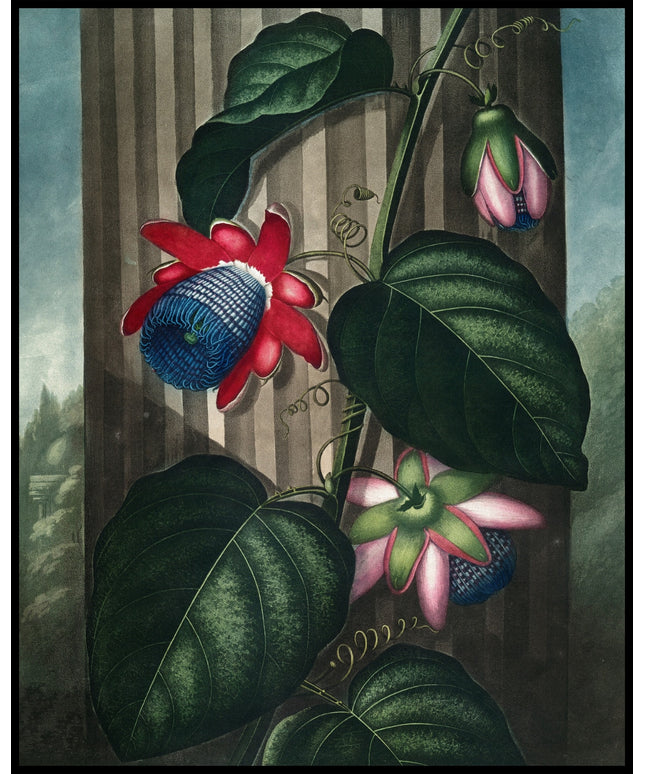 Winged Passion Flower