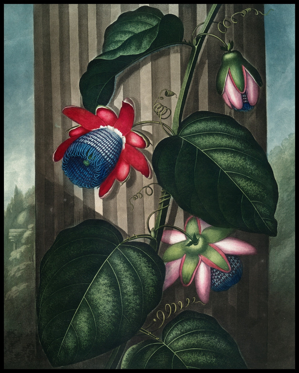 Winged Passion Flower