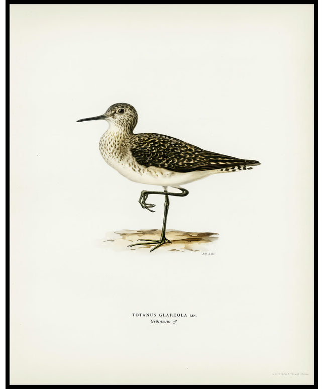 Totanus Glareola Poster