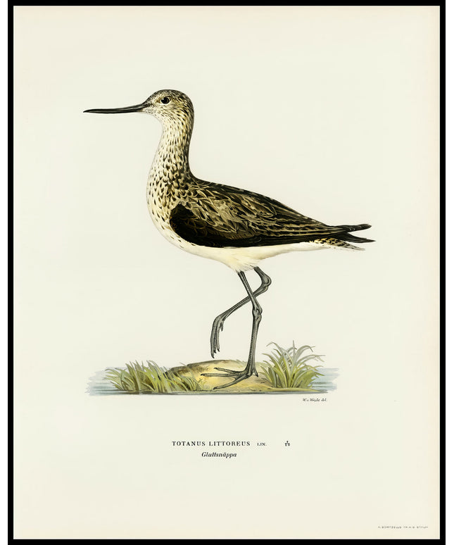 Totanus Littoreus Poster