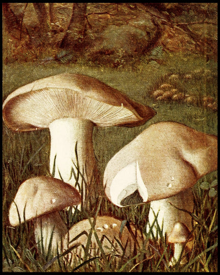 Tricholoma Georgii