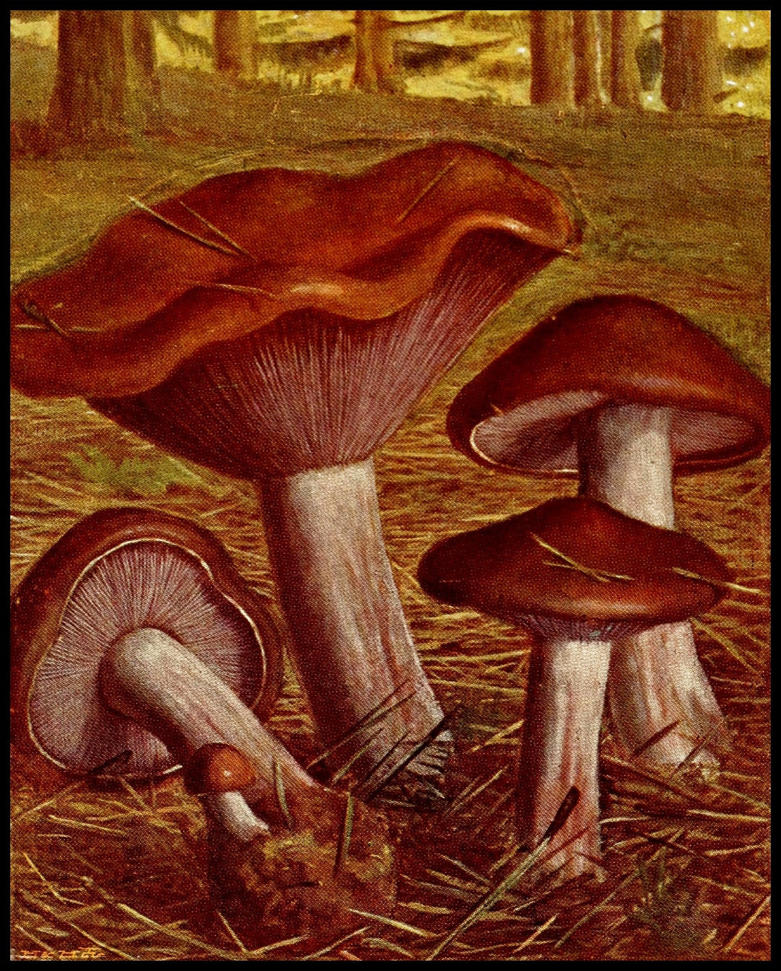 Tricholoma Nudum