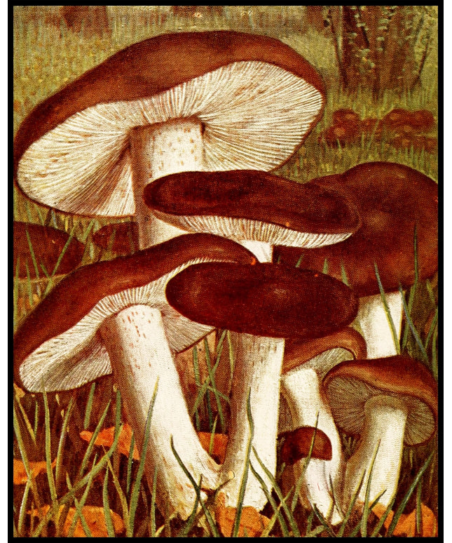 Tricholoma Pessundatum
