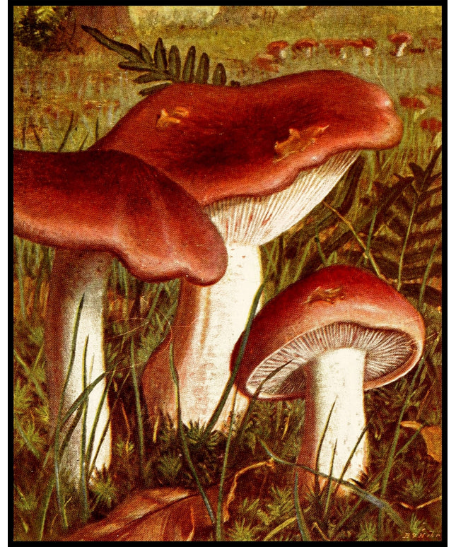 Tricholoma Russula