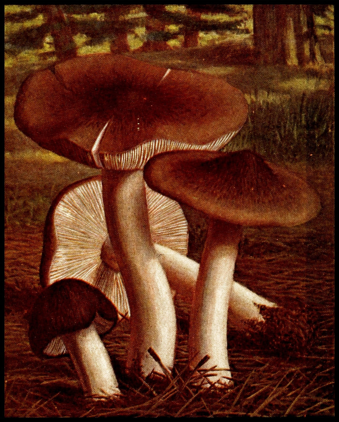 Tricholoma Terreum