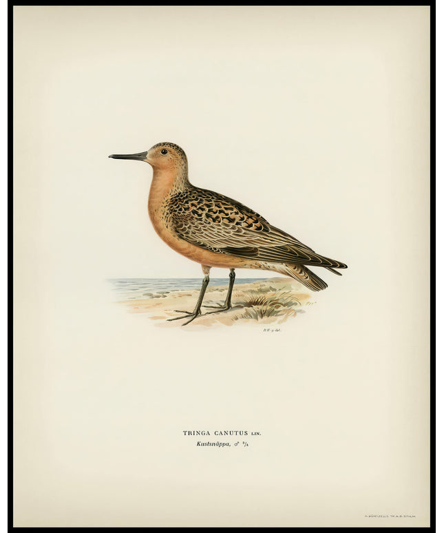 Tringa Canutus Poster