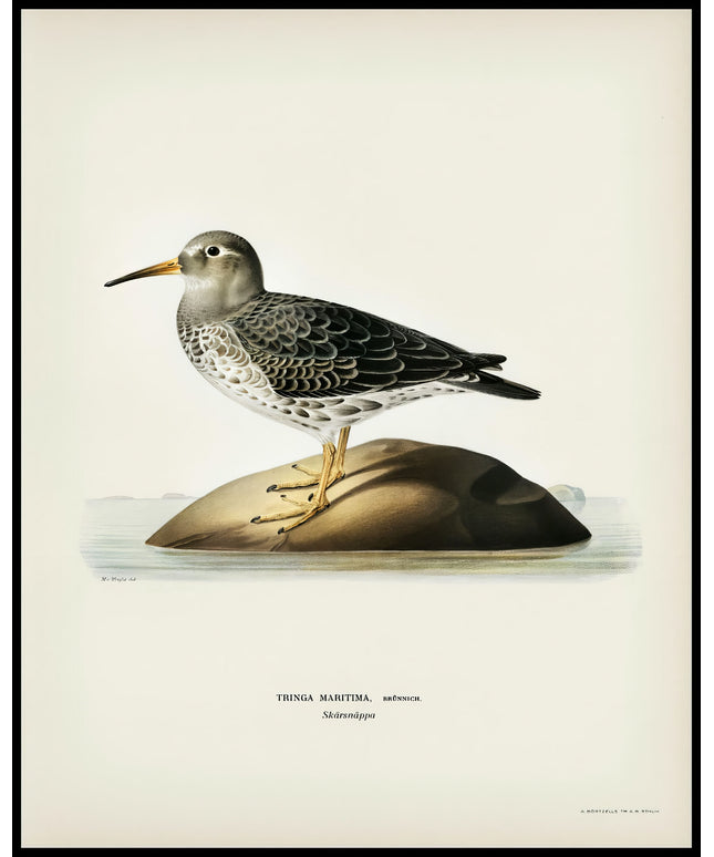 Tringa Maritima Poster