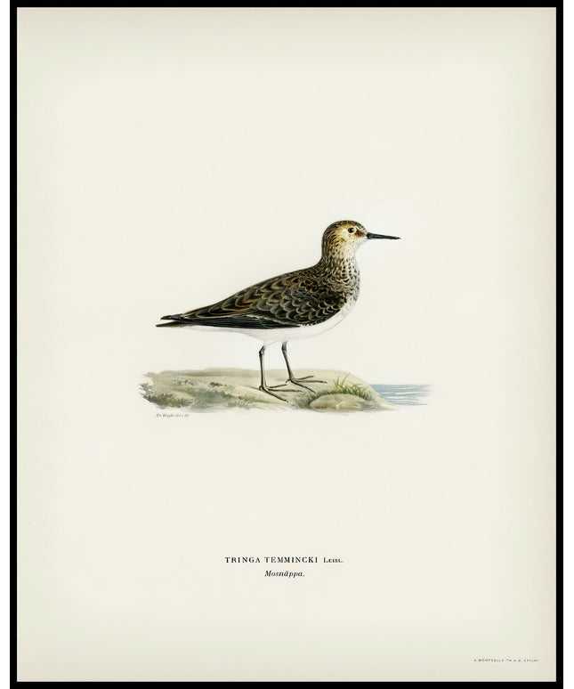 Tringa Temminckii Poster