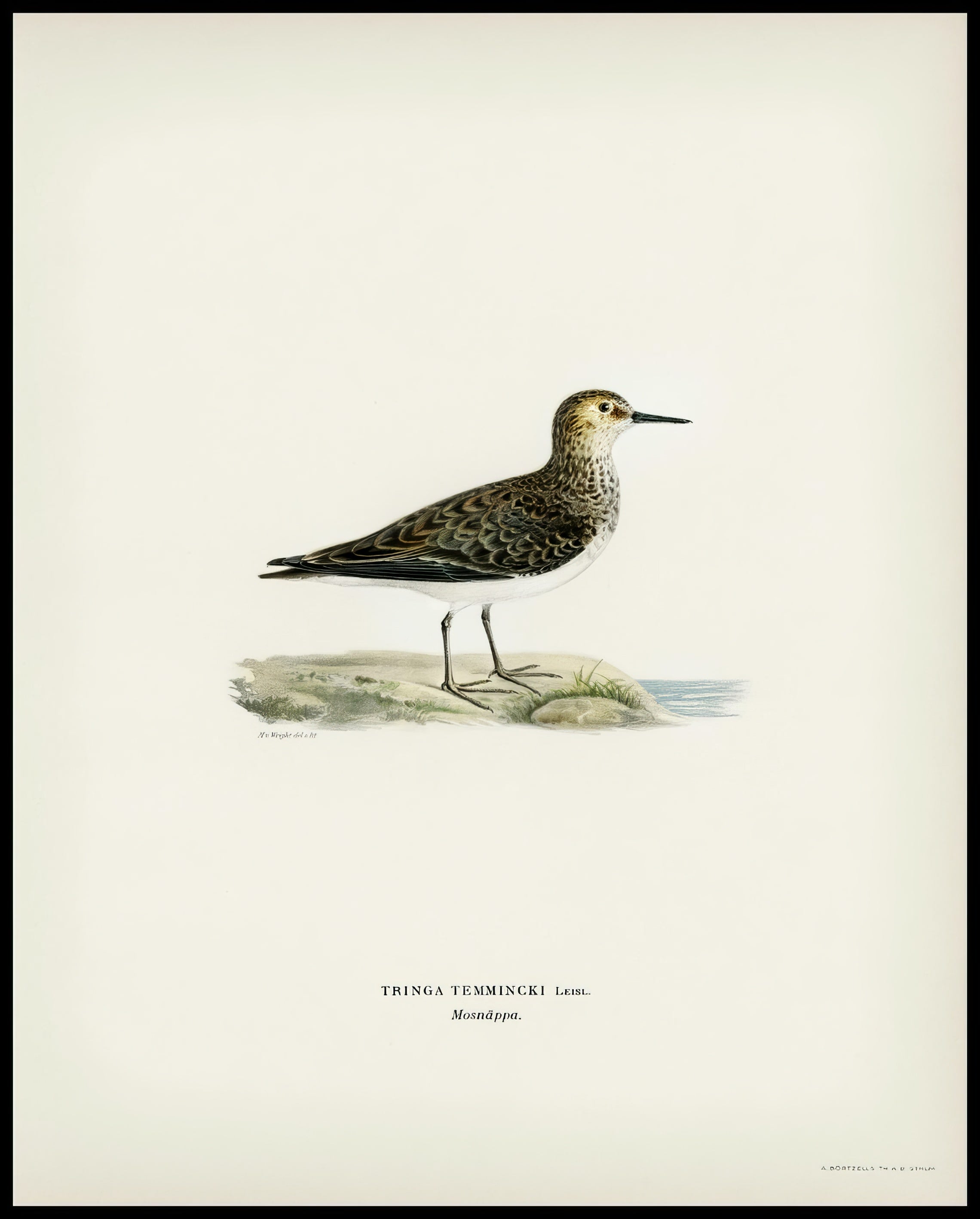 Tringa Temminckii Poster