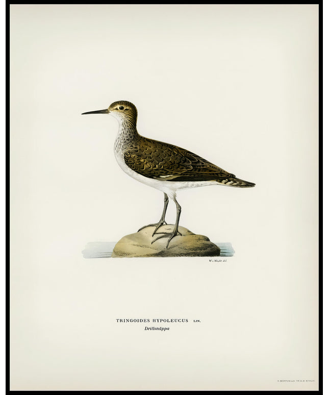 Tringoides Hypoleucus Poster