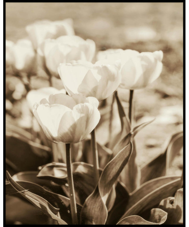 Ein Poster von mehreren Tulpen mit Sepiafilter.
