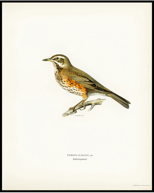 Turdus Iliacus Poster